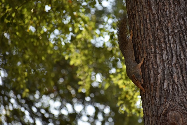 面临的重要 面临的重要